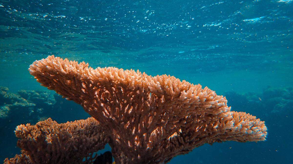 Scientists found a transparent sea animal with orange ovaries under “coral rubble” and discovered a new species, a study said.