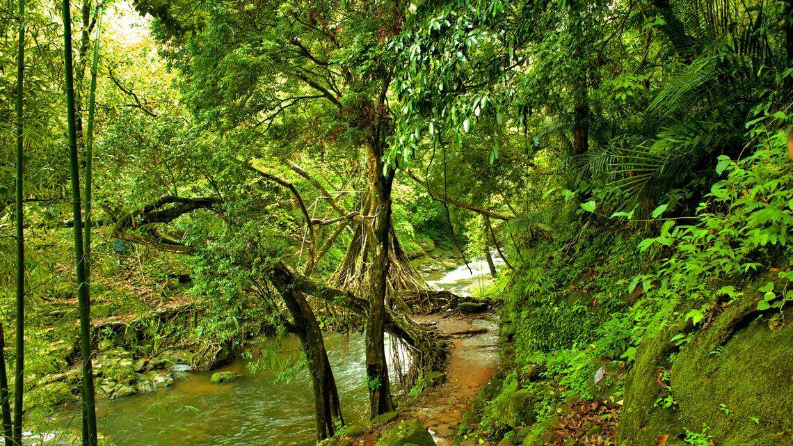 Scientists found a “large”-eyed creature with an “hourglass pattern” in bushes of India and discovered a new species, a study said.