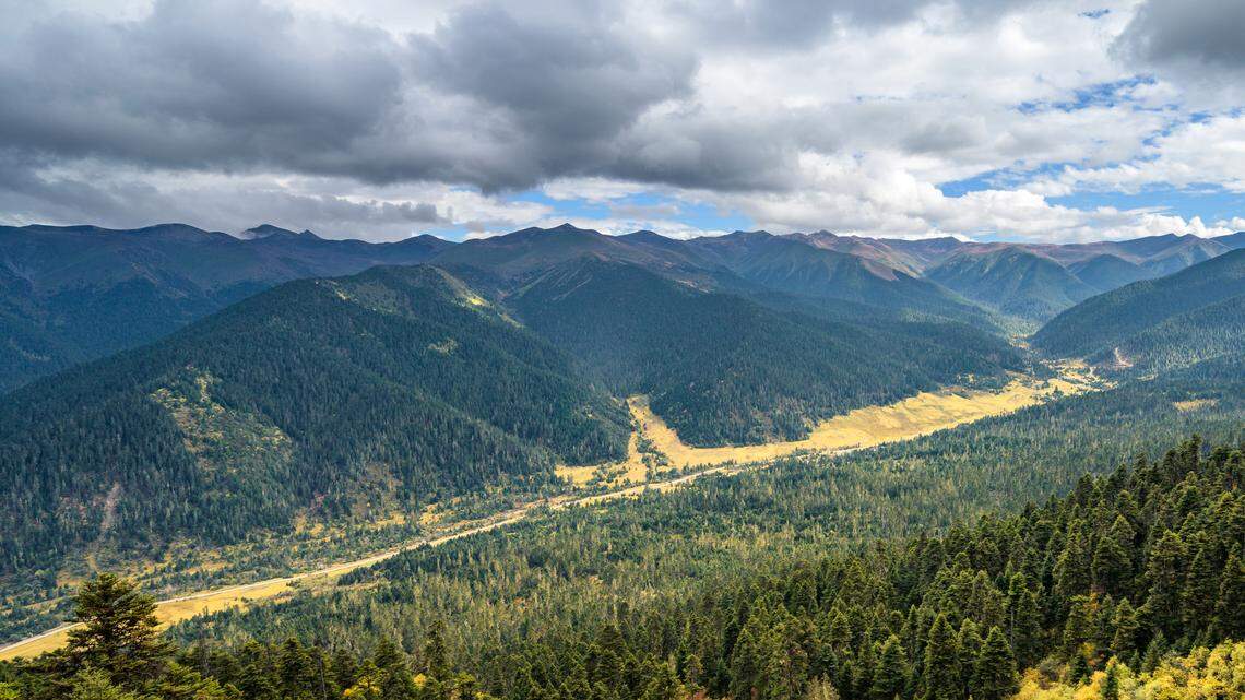 Scientists found a venomous creature with a regrown leg in a forest of Tibet and discovered a new species, a study said.