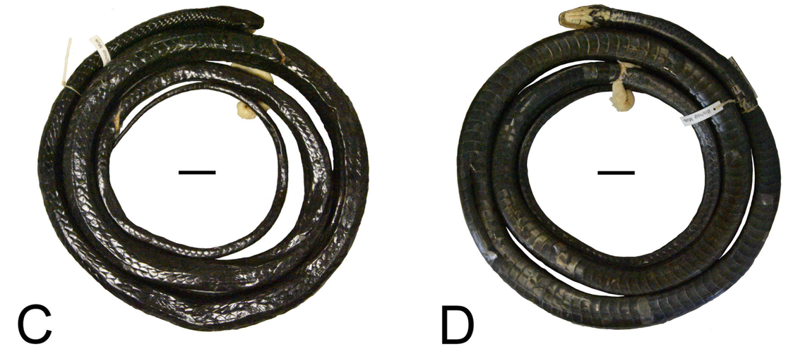 A preserved Dendrelaphis anthracina, or coal black tree snake.