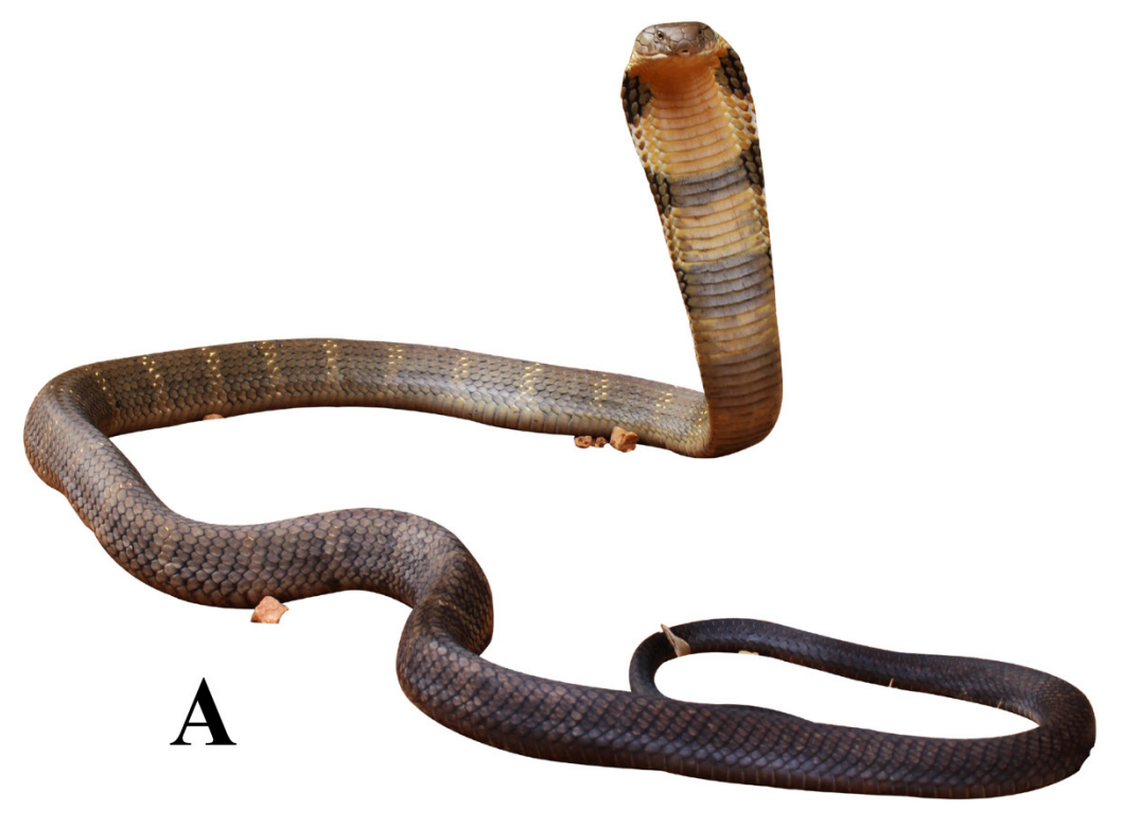 An Ophiophagus kaalinga, or Western Ghats king cobra.