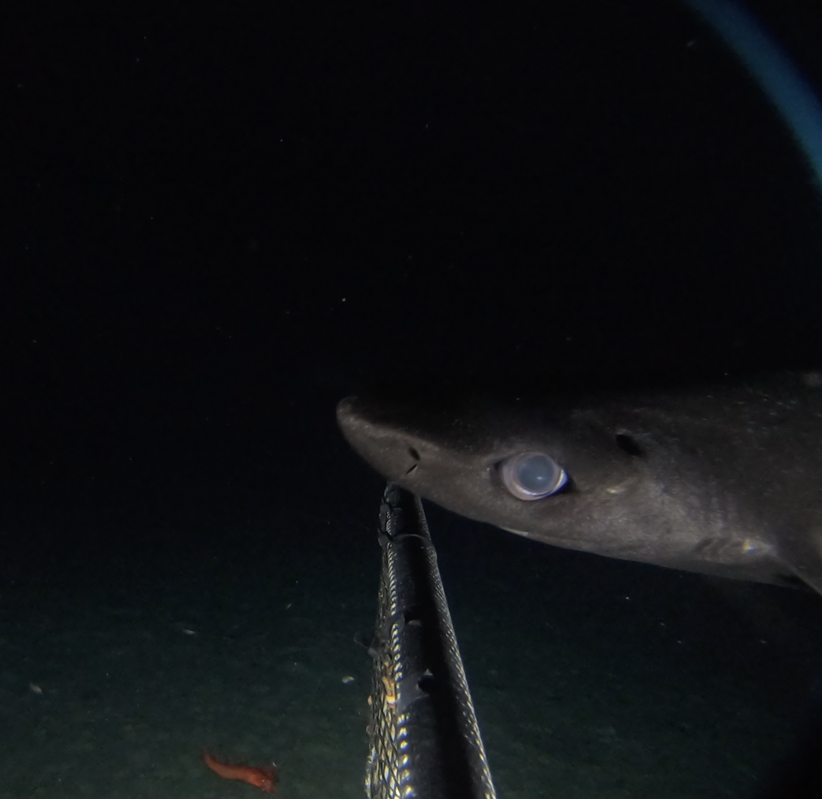 A roughskin dogfish seen off the Cayman Islands.