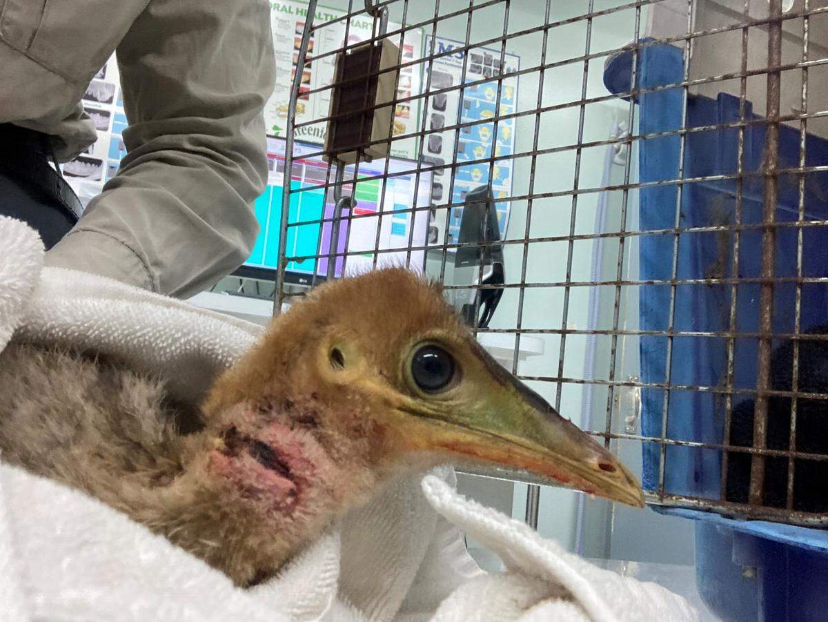 A close-up photo shows the injury on the cassowary chick’s neck.
