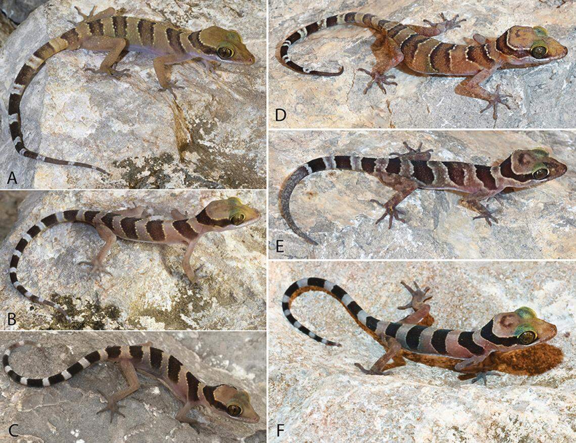 Several Cyrtodactylus kampingpoiensis, or Kamping Poi bent-toed geckos, from Phnom Sampeu.