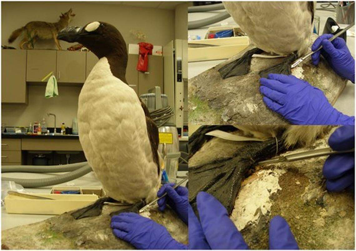 It was long assumed that the specimen housed at the Cincinnati Museum of Natural History and Science was the last male great auk until he was discovered in Brussels in 2017, researchers said.