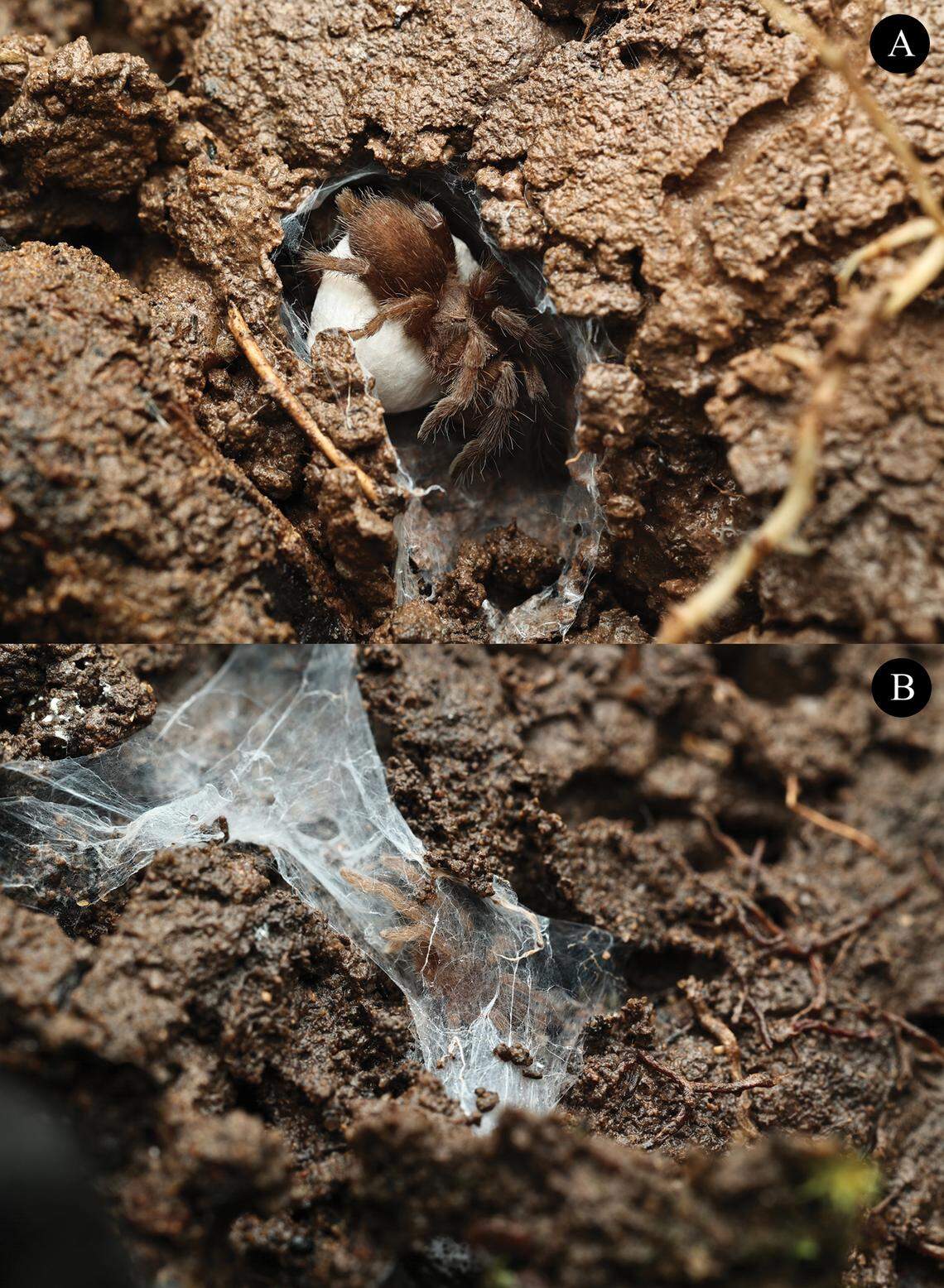 Two views of a Phlogiellus khampheng, or Khampheng dwarf tarantula, in its nest.