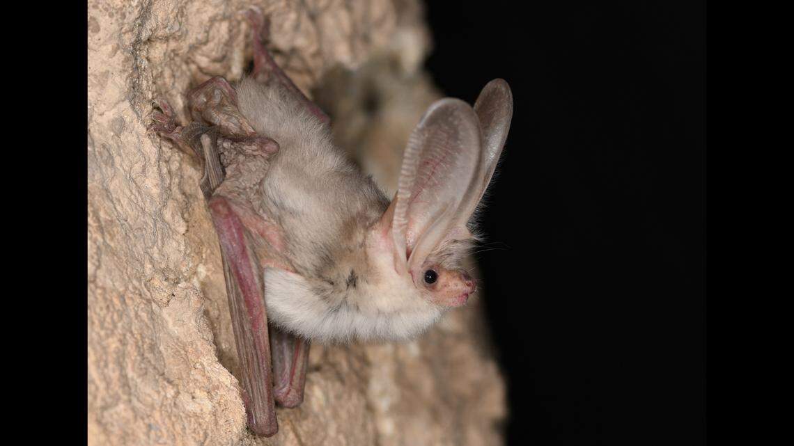The Turkestan long-eared bat, not seen for 55 years, has been rediscovered in the Karakum Desert, researchers said.