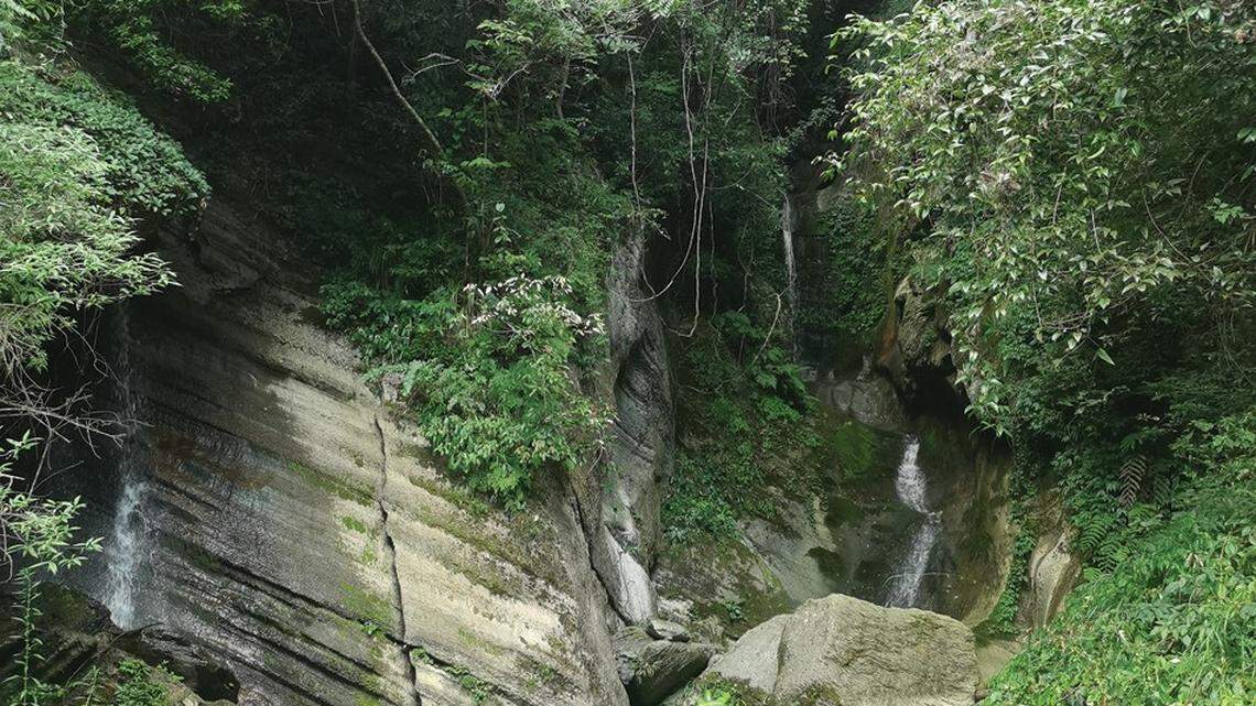 The new species was often found sitting on rocks in streams in the middle of the forest, researchers said.