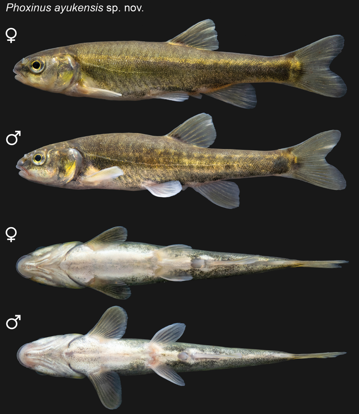 The new species’ range is limited by waterfalls, according to researchers.