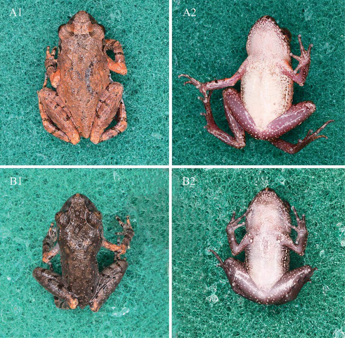 Researchers discovered a new species of leaf litter toad with ‘coppery’ irises and a brick red body in China’s Xiaoxi National Nature Reserve.