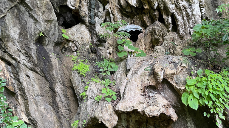 ‘Dragon’-like creatures seen mating at cave in Thailand. They’re a new species