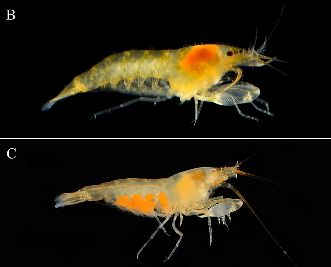 Two Salmoneus alius, or alius shrimps, including a pregnant one (C).