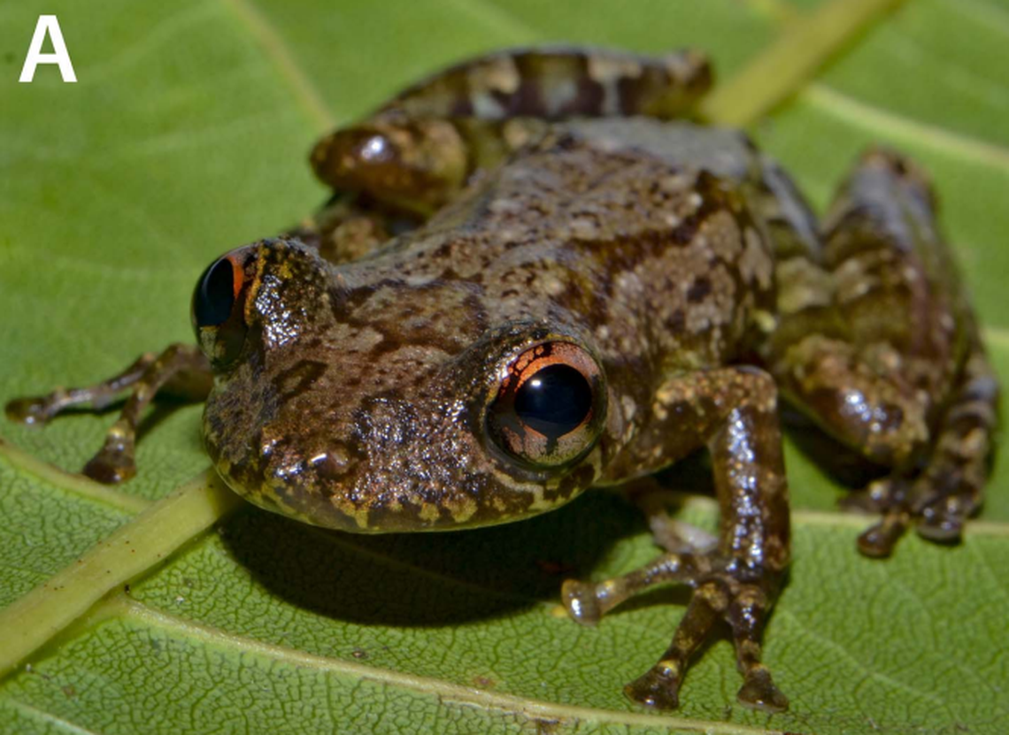 A Scinax ritaleeae, or Rita Lee’s snouted treefrog.