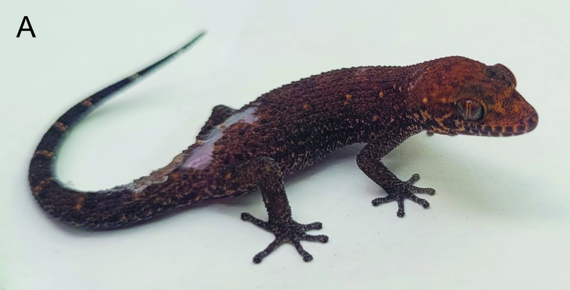 A Dixonius hinchangsi, or Hin Chang Si leaf-toed gecko.
