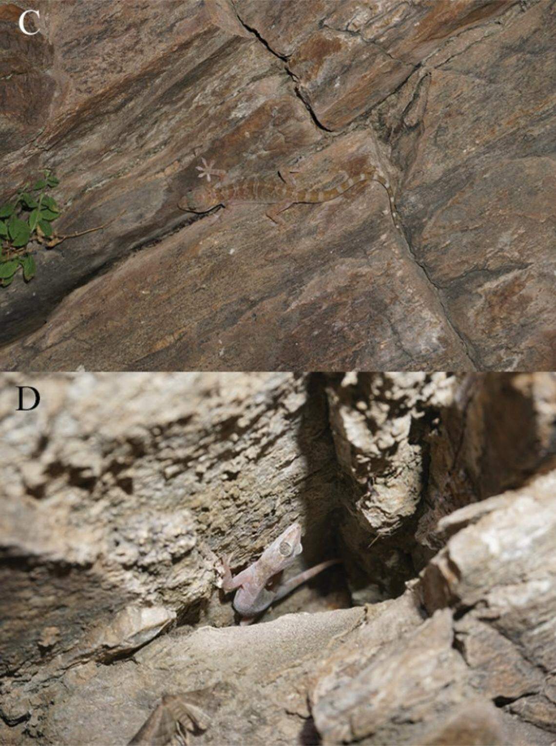 Two Gekko alpinus, or alpine geckos, in rocky crevices.