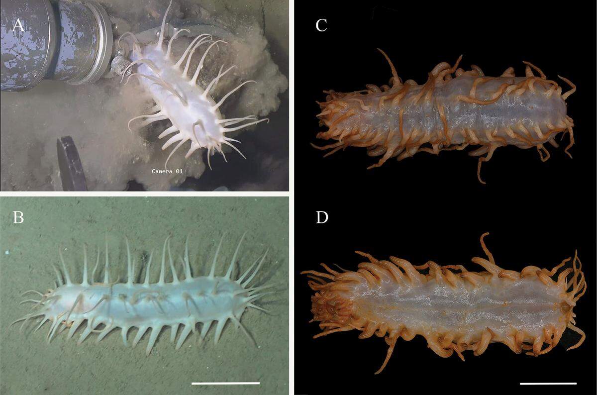 An Oneirophanta lucerna, or Chinese lantern sea cucumber, in its natural habitat (A and B) and after being collected (C and D).