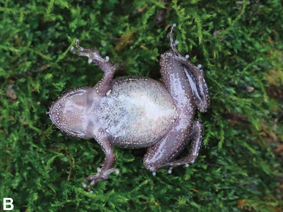 The underside of a Leptobrachella xishuiensis, or Xishui leaf-litter toad.