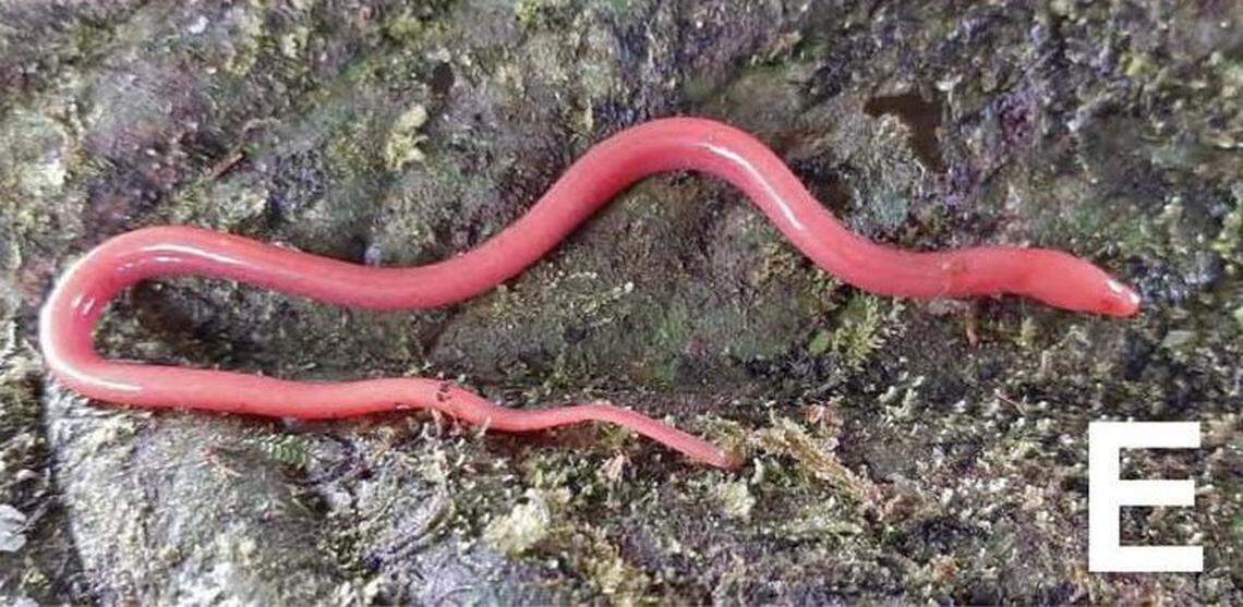 An Ophisternon berlini, or Berlin’s bloodworm eel.