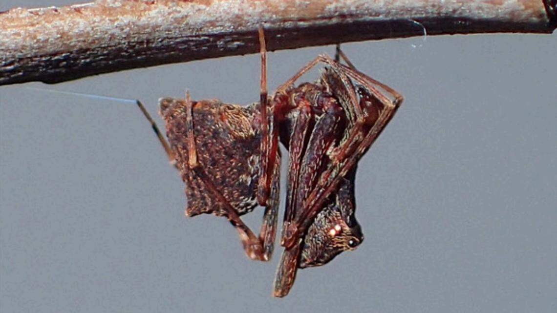 Scientists found a “bizarre” animal with “spear-like” appendages in Australia and discovered a new species, a study said.