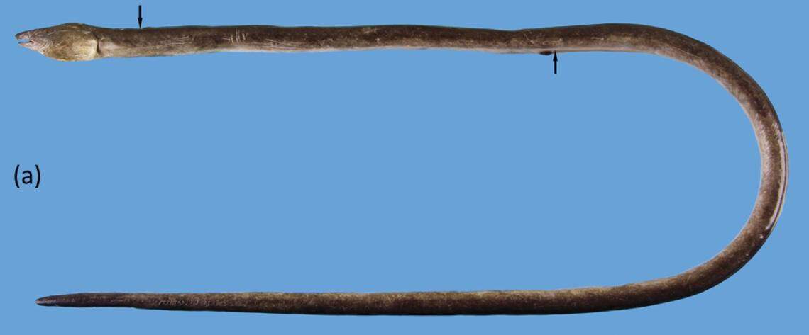 An Ophichthus nguyenorum, or dark long-body snake eel.