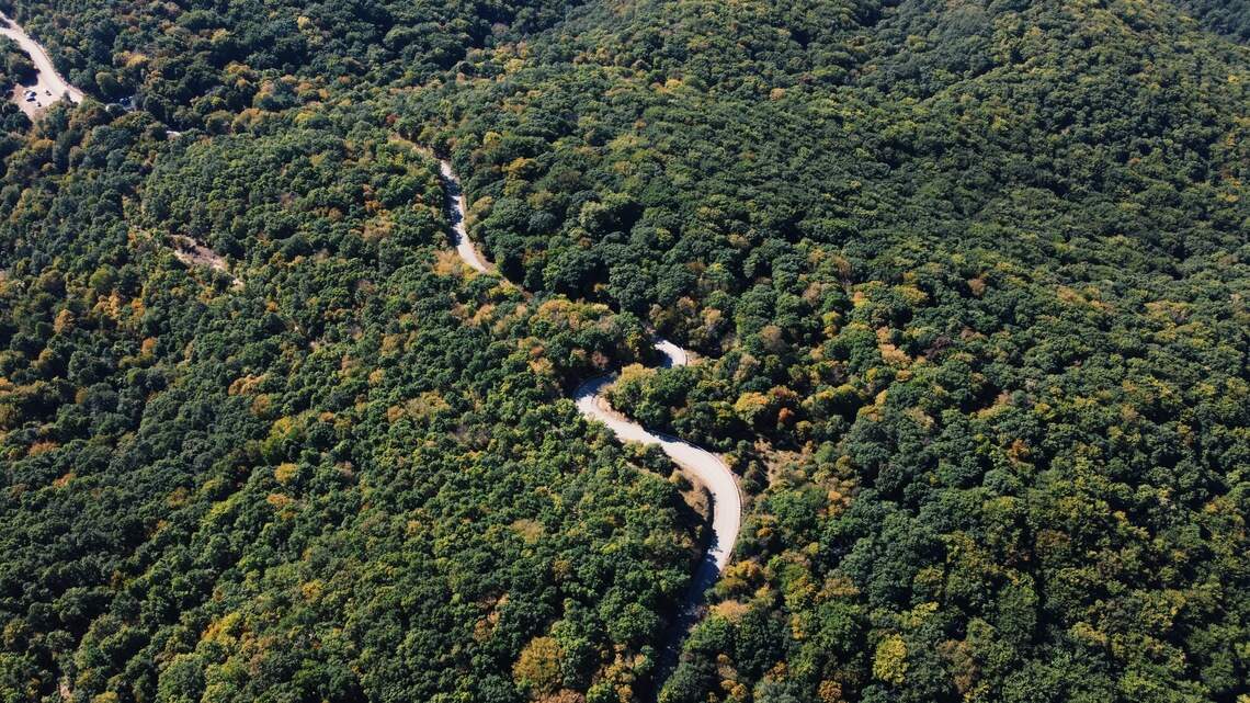 Orange-eyed creature seen leaving forest in Kosovo in first-of-its-kind sighting