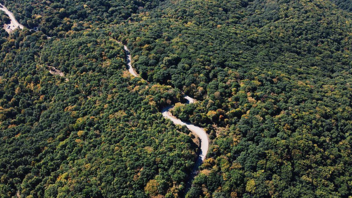 Scientists looking for invertebrates in Kosovo found several snakes later identified as three first-of-their-kind sightings, photos show.
