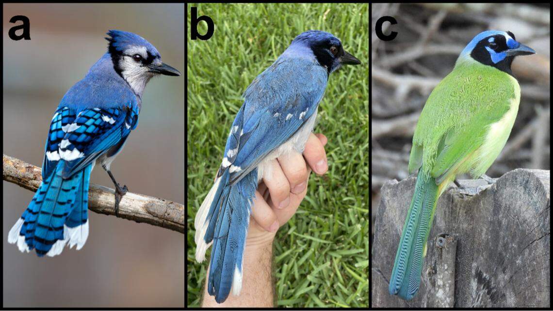 The hybrid jay, pictured in photo b, was first reported in a Texas-based Facebook birding group, according to a study.