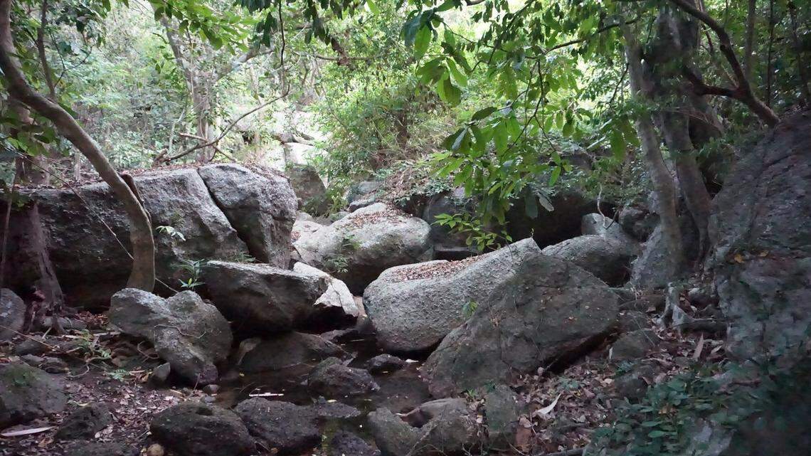 Scientists found a scaly animal with yellow eyelids lurking in a forest of Vietnam and discovered a new species, a study said.