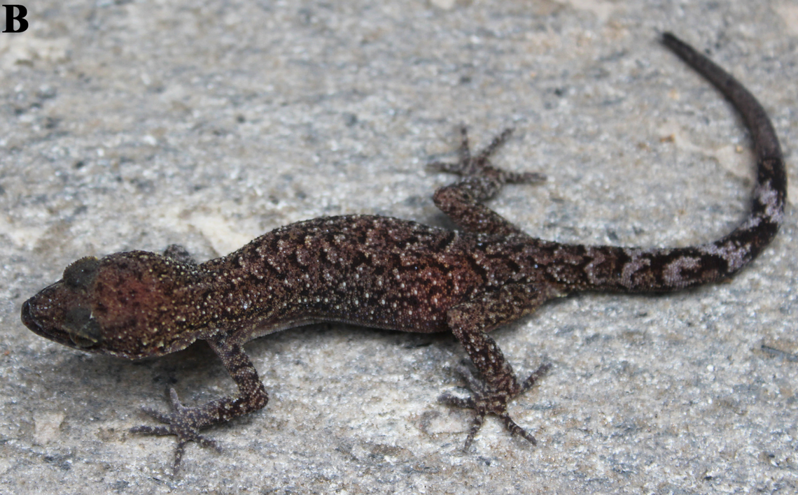A Cyrtodactylus karanshahi, or Karan’s bent-toed gecko.