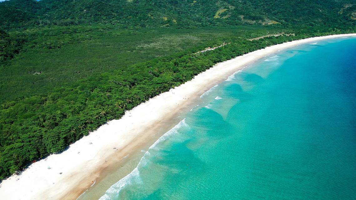 A North American species of thrush called a veery was documented for the first time on Marambaia Island in Brazil, a study said.