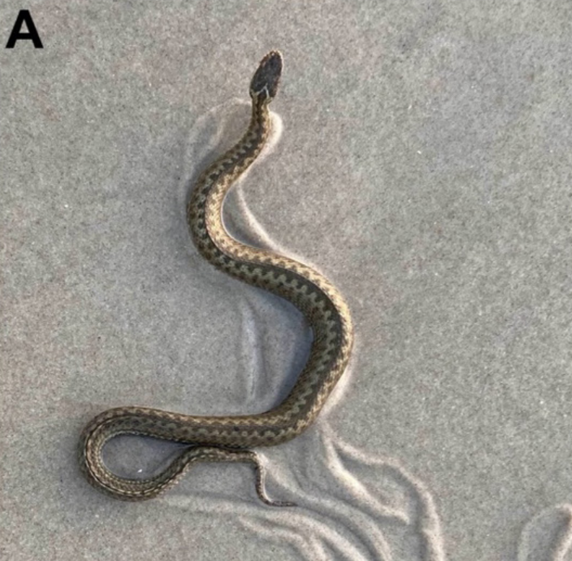 A common European adder, or Vipera berus, seen in Jutland, Denmark.