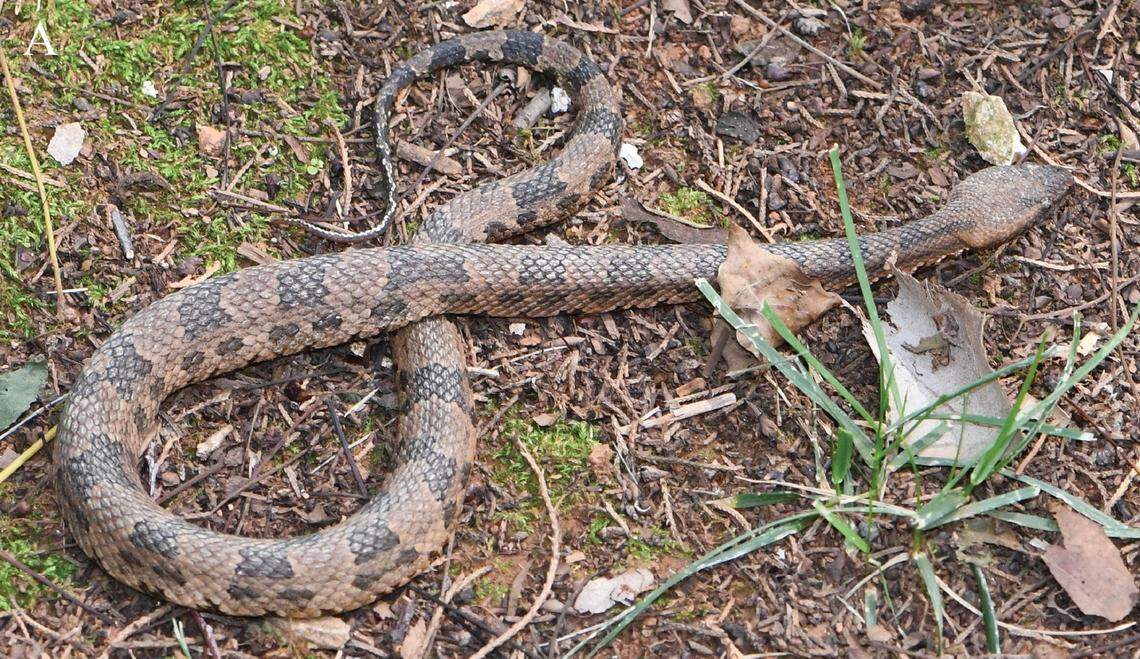 An Ovophis zhaoermii, or Guanyinshan mountain pit viper, with lighter coloring.