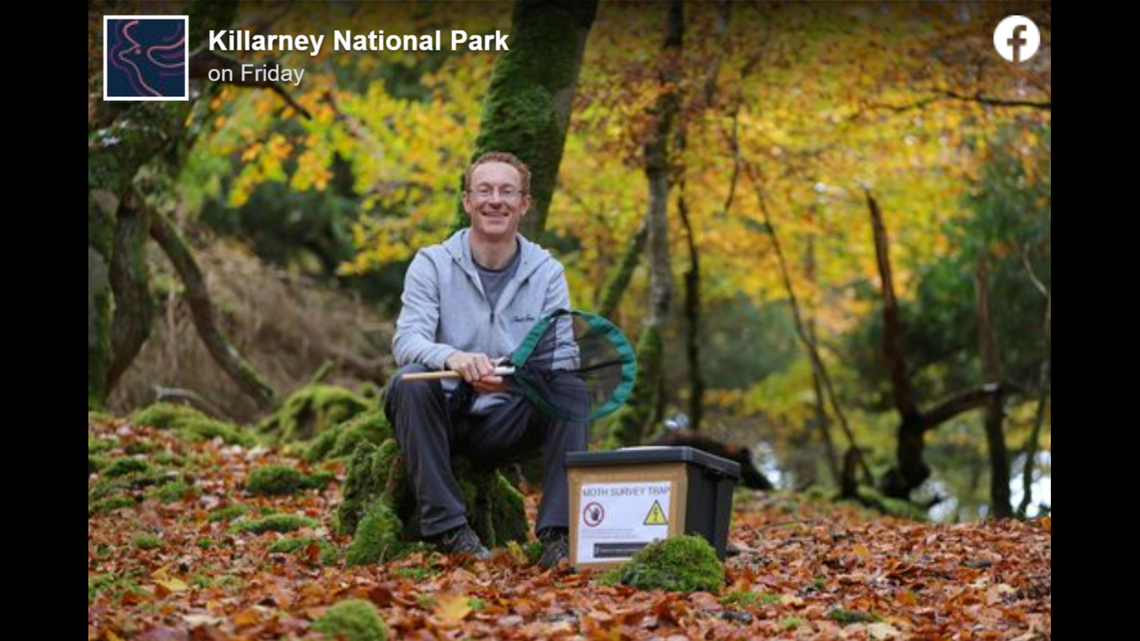 A man visiting Killarney National Park found a camouflaged Northern grey moth, the first record of the species in Ireland, wildlife officials said.