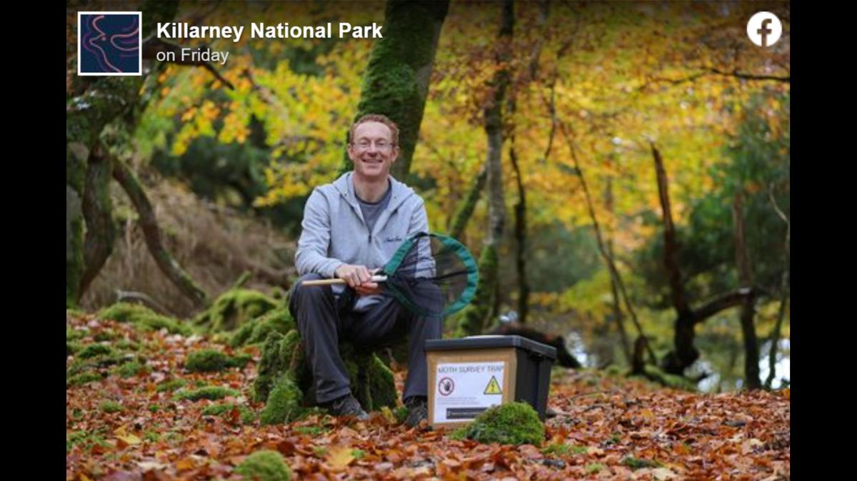 A man visiting Killarney National Park found a camouflaged Northern grey moth, the first record of the species in Ireland, wildlife officials said.
