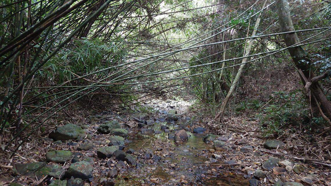 Scientists found an aquatic creature pregnant with “big eggs” in a stream of Vietnam and discovered a new species, a study said.