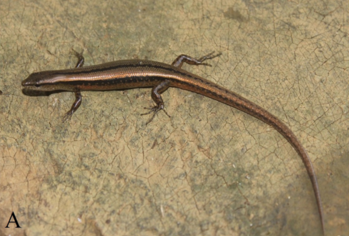 A Scincella ouboteri, or Ouboter’s smooth skink.