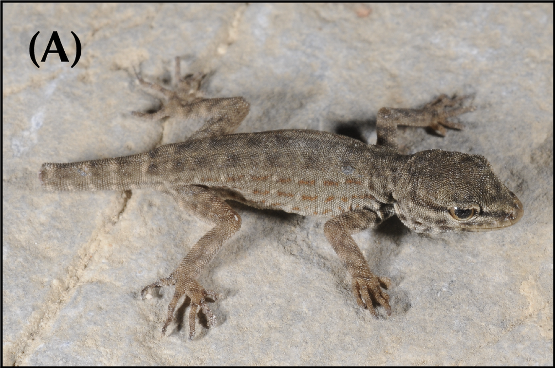 A Pristurus assareen, or As Sareen semaphore gecko.