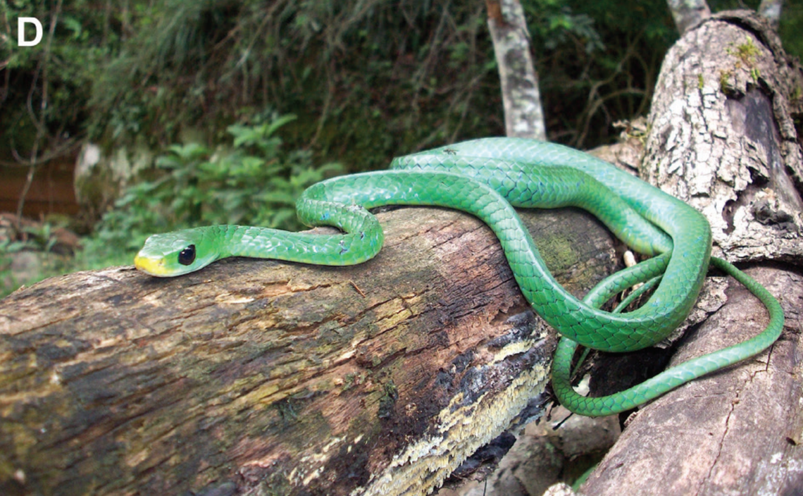 A Chironius whipala, or whipala sipo snake, on a tree branch.