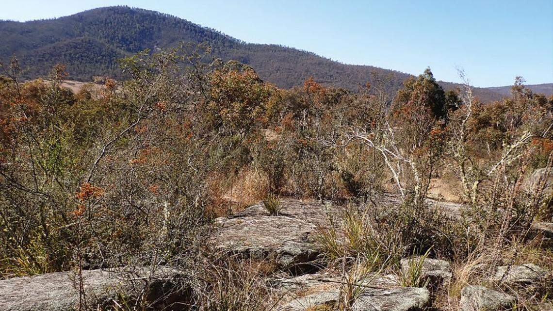 Scientists found an “iridescent,” purple-winged butterfly at an Australia park and discovered a new species, a study said and photos show.