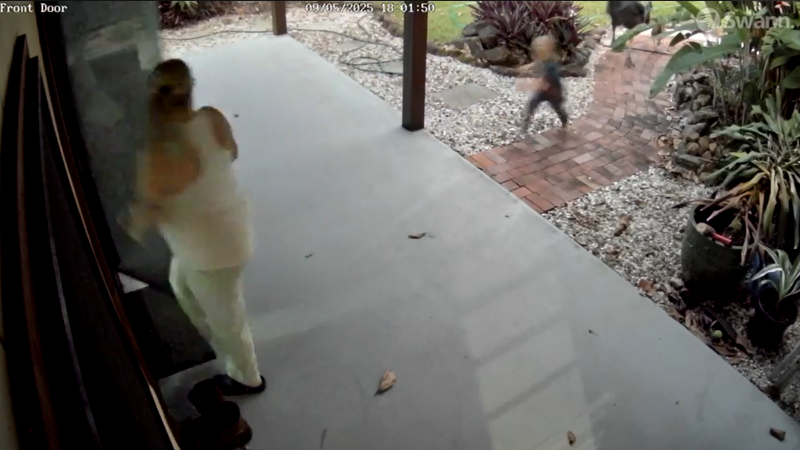 A family in Australia had a “close encounter” with cassowary birds searching for food, a video shows. The incident prompted warnings.