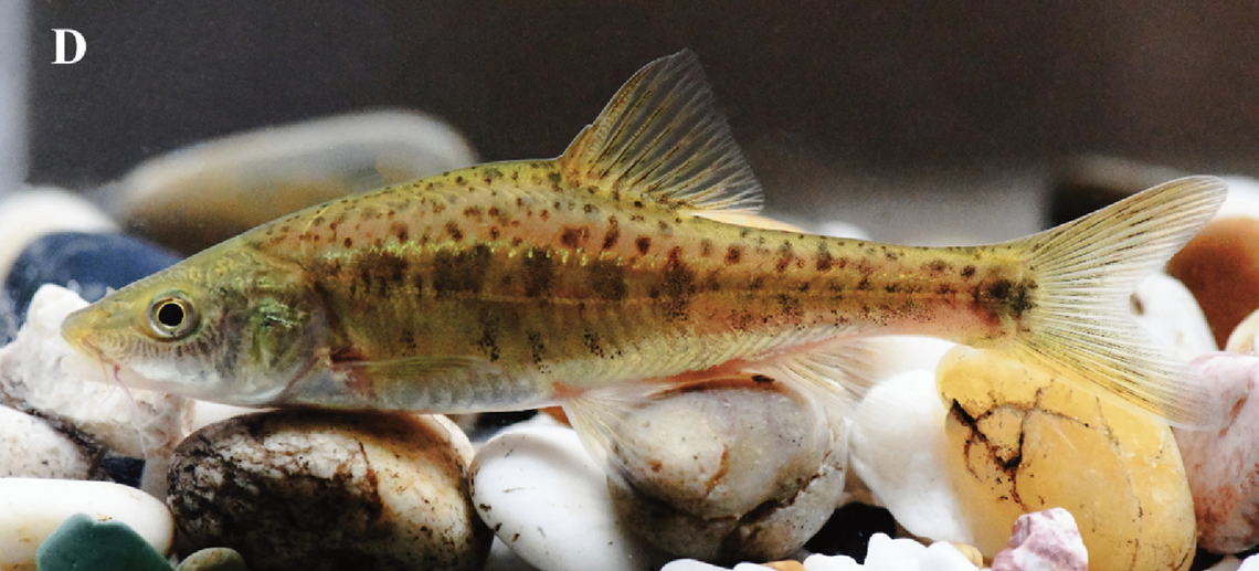 Sinocyclocheilus zhenningensis has a distinct gold line down the length of its body.