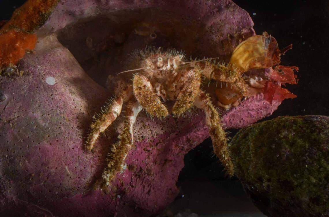 A Cancellus makrothrix, or Hercules hermit crab.
