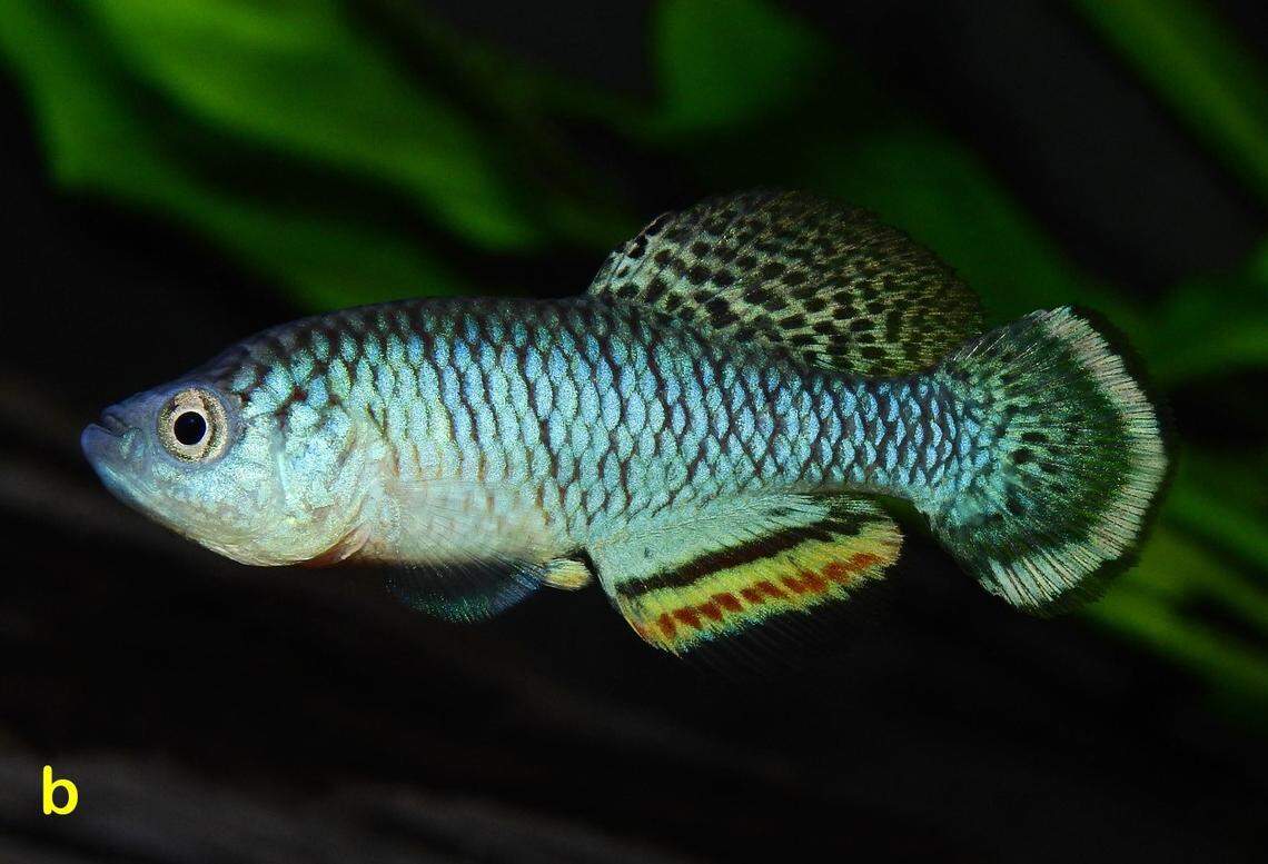 A male Nothobranchius katemomandai, or Katemo Manda’s seasonal killifish.