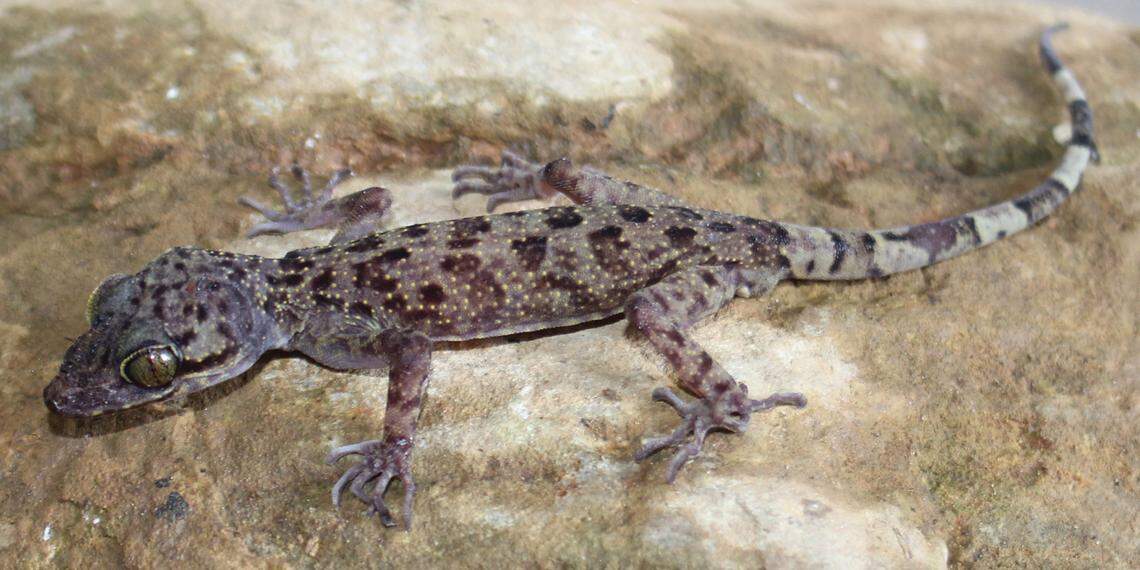 A Cyrtodactylus luci, or Luc’s bent-toed gecko.