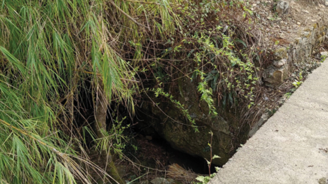 The new species has scales “buried” under its skin, researchers said.