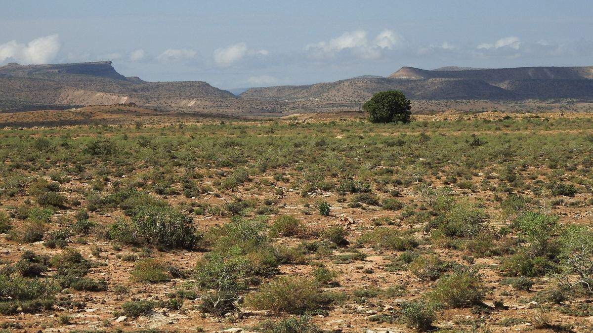 Scientists found a “large” spiky creature with yellow eyes near a village in Somaliland and discovered a new species, a study said.