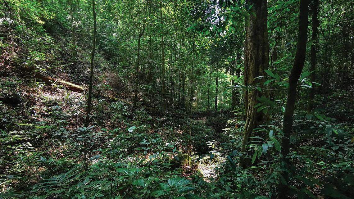 Scientists found a 3-foot-long “highly venomous” animal on a mountain in Ratchaburi and discovered a new species, a study said.