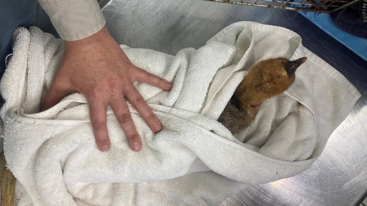 A landowner in Australia found an endangered cassowary chick and called officials who treated the injured bird then reunited it with family.