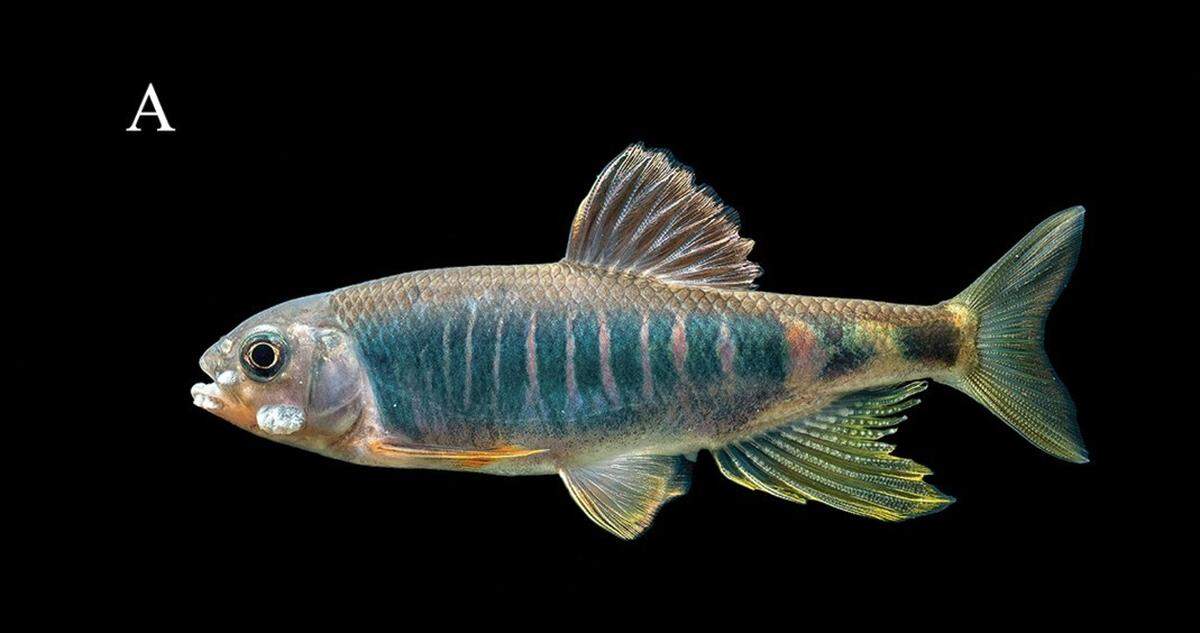 A male Opsariichthys iridescens, or iridescent minnow.