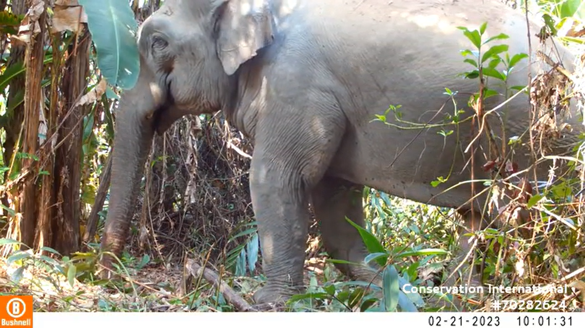 An Asian elephant walking through the Cardamom Mountains.